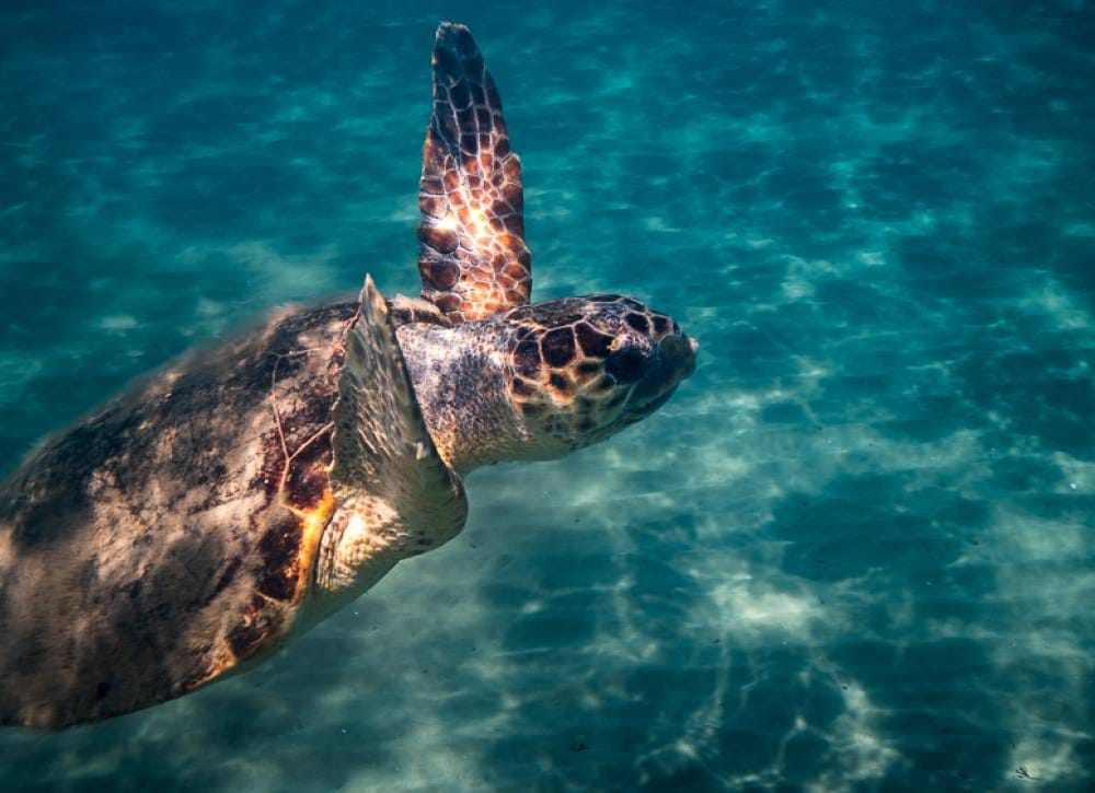 caretta-caretta-4-tjoakim-odelberg-wwf-greece