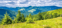 a grassy area with trees in it